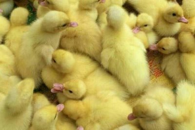 小鸭子怎么养,鸭舍准备要严格考虑其需求