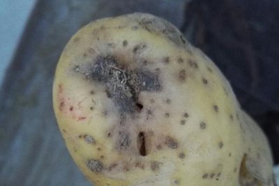 马铃薯为什么会腐烂，根块过大是重要原因