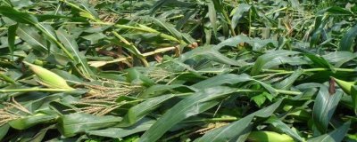 禾盛219玉米品种简介，中抗腐霉茎腐病