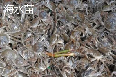大闸蟹劣质蟹苗有哪些,药害苗、蜕壳苗和花色苗都属于