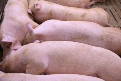 猪身上为何会出现红点,可能是蚊虫叮咬等原因所导致