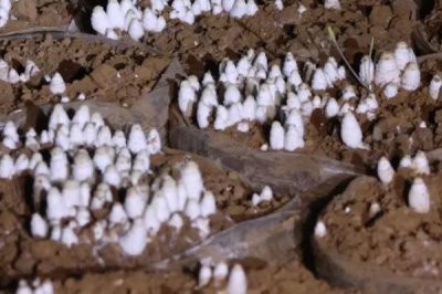 鸡腿菇种植技术，春秋两季皆可栽培