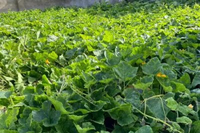 南瓜烟粉虱的危害,严重时甚至可使植株死亡