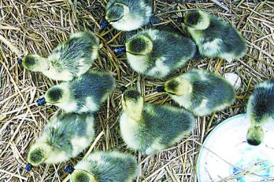 大雁的养殖方法,可在养殖舍内圈养