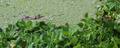水白菜的分布,在我国珠江三角洲一带野生较多