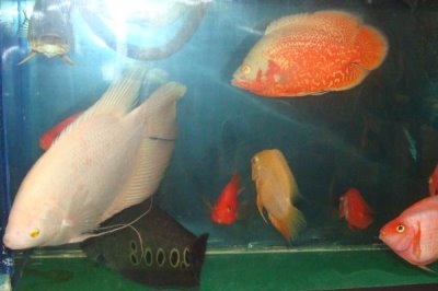 锦鲤可以和鹦鹉鱼混养吗,二者性情不同不建议混养