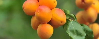 杏的价格,便宜的2元一斤贵的10元一斤