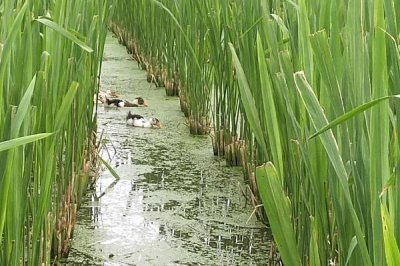 茭白的施肥方法,生长过程中需要追肥3-4次