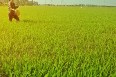 为何既要鼓励农民种地又要控制粮食价格，需通过调控价格确保人民有能力购买