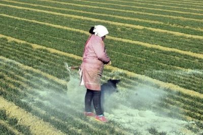 草木灰如何做肥料和农药使用,做肥料使用可穴施或撒在苗床上