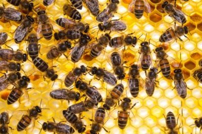 蜜蜂晚上合群会不会打架,同样可能打架