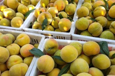 砀山黄桃的价格，批发价一斤需要1-2元左右