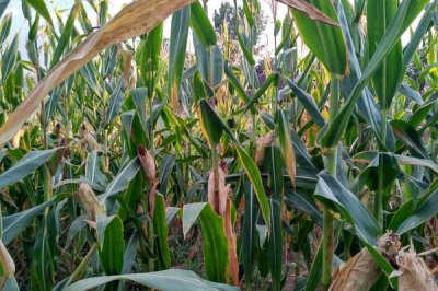 弘粮2号玉米种子特征特性,密度4000株/亩左右