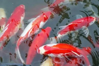 锦鲤如何过冬,首先要减少食物的投喂量