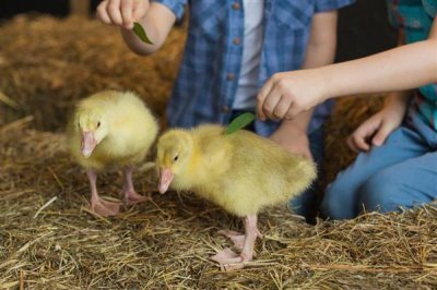 小鹅的食物，用菜叶搭配碎米饲喂雏鹅