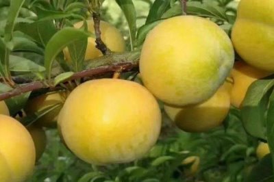 蜂糖李什么时候成熟，7月左右全面上市