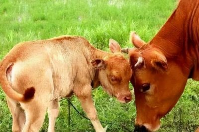 牛的繁殖方法,可进行人工或自然配种