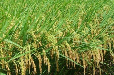 淳丰优1028水稻种子特点,秧田亩播种量8~10公斤
