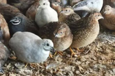 芦丁鸡在室内养有没有细菌,有细菌所以要定期通风换气