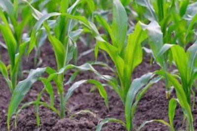 真大1号玉米种子简介，干旱时一定要造墒播种