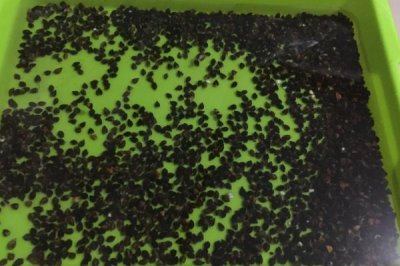 幼苗带帽的原因,双子叶的植物幼苗容易发生