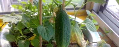 家庭版黄瓜种植技巧,一年四季均可播种