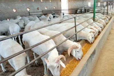 羊要多久出栏,品种、用途等均会影响其出栏时间