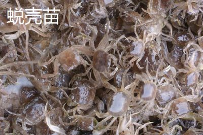 大闸蟹劣质蟹苗有哪些,药害苗、蜕壳苗和花色苗都属于