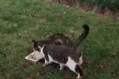 为什么猫咪会长黑下巴，是由于猫咪有毛囊炎了