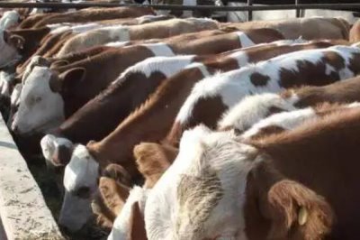 牛应激反应的表现,表现为精神会很紧张、四处张望等