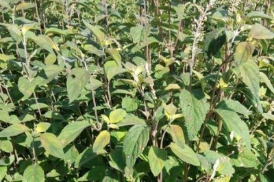 野坝子什么时候开花，多集中在每年9-12月