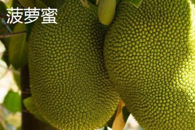 菠萝与菠萝蜜有什么区别,菠萝属于凤梨科、菠萝蜜属于桑科