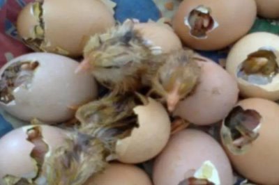 孵小鸡21天了还没破壳怎么办,建议适当提高鸡舍内的湿度