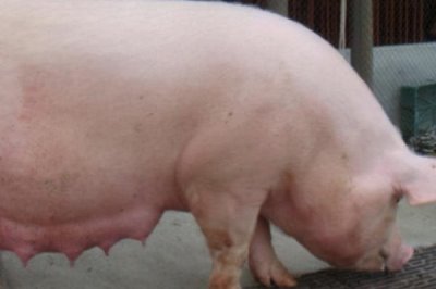 母猪发烧用什么药,安乃近加青莲霉素效果好