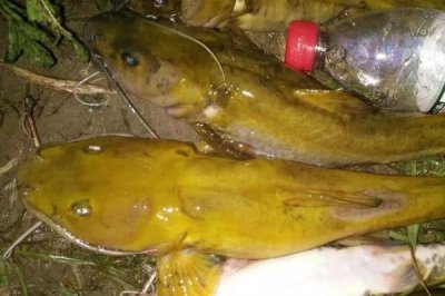 江鼠的产地,广泛分布在长江至珠江各水系