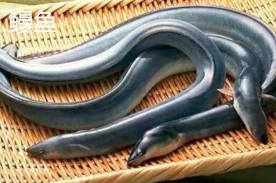 星鳗和鳗鱼有什么区别,星鳗属于康吉鳗科、鳗鱼属于鳗鲡科