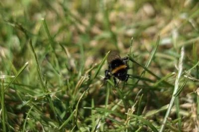 被蜜蜂蛰了怎么处理,要立刻远离蜂巢以免再次被蛰