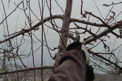 给苹果树修枝的作用,修枝可改善树体营养、提高果实品质