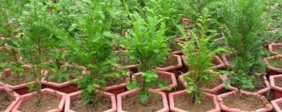 红豆杉的繁殖技术，可有性繁殖也可无性繁殖