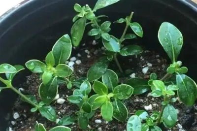 六月雪可以插活吗，是可以插活的