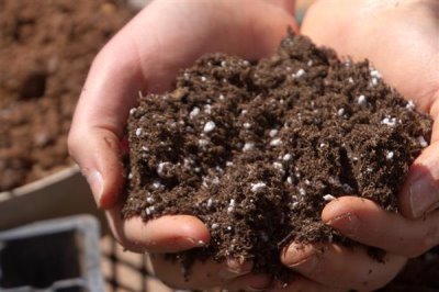 如何扦插茉莉花可提高成活率，使用疏松肥沃的土壤有助于植株生根