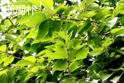 朴树常见的品种有哪些,均可作为绿化树种