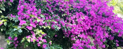 三角梅冬季什么时候修剪，在每年的十一月份进行