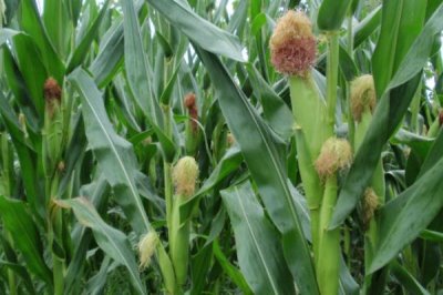 辽单596玉米种子介绍,每亩种植密度4500株
