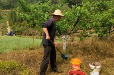 桃树秋施基肥的方法,可在行间开沟施肥