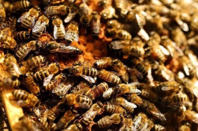 箱外如何判断蜂王产卵了，开始进粉则表示产卵了