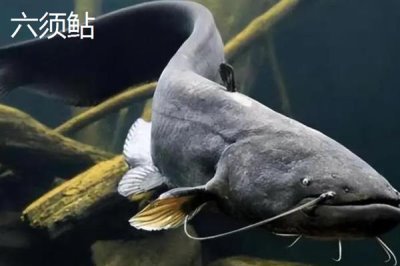 凶猛淡水鱼品种,常见的有哲罗鲑、黑斑狗鱼等