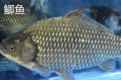 伊豆4号能大小通杀吗，可通杀鲫鱼、罗非鱼等中小型鱼