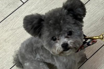灰泰迪毛色变黑的原因,可能是遗传也有可能是营养不良