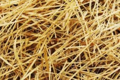 鸽子产蛋要在窝里垫什么,第一选择为稻草